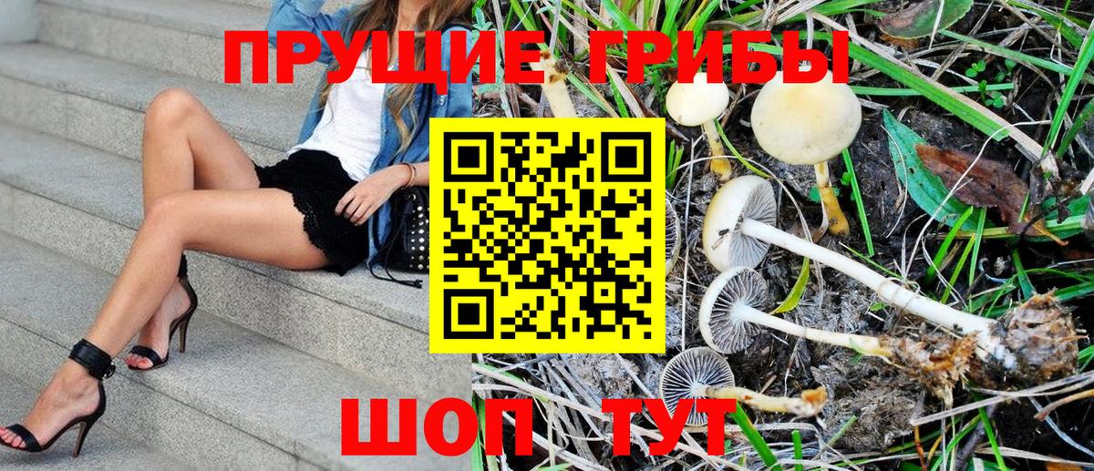 Галлюциногенные грибы Psilocybe  закладки  Северобайкальск  Вход с VPN 